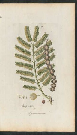 190. Mimosa nilotica
