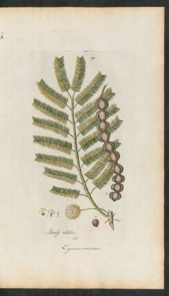 190. Mimosa nilotica