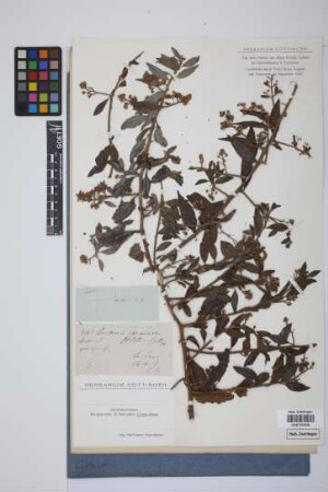 Baccharis rhexioides Kunth