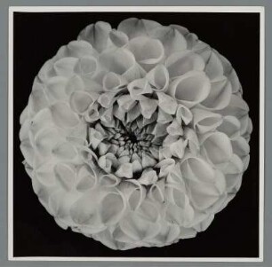 Kugeldahlie, Blütenstand (Dahlia)