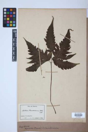 Aspidium varians (T.Moore) C.Chr.