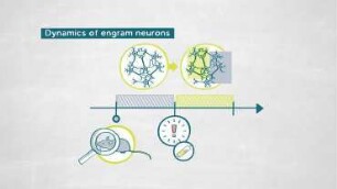 The Neurological Processes of Memory Creation