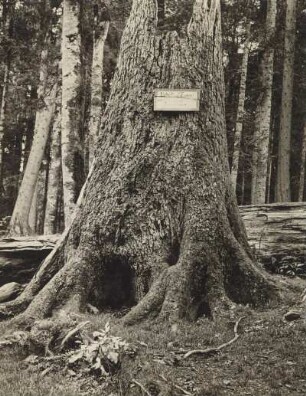 Hans-Watzlik-Hain bei Zwieselerwaldhaus (Bayrischer Wald). Die Prinz-Ludwig-Tanne (später Bismarcktanne) im Naturschutzgebiet, ursprünglich 52 Meter hoch, in Brusthöhe ca 2 Meter Durchmesser (bei einem Sturm gestürzt)