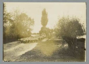 Schäfer und Schafherde