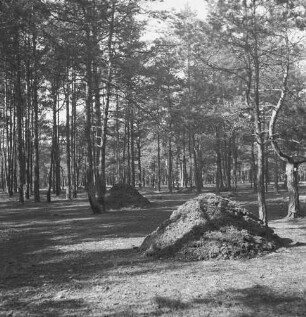 Waldspreu : Blick in einen Kiefernwald