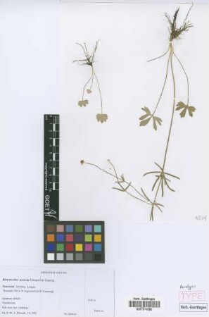 Ranunculus noricus E. H&ouml;randl & W. Gutermann[paratype]