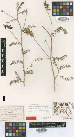Astragalus painteri Rose ex Jones [isotype]