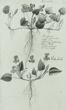 Pflanzenhandschrift: Veilchengewächse -Violaceae, Märzveilchen - Viola odorata L., Raues Veilchen-Viola birta L. mit Wurzeln