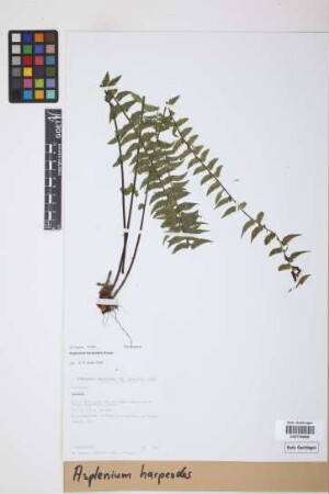 Asplenium harpeodes Kunze