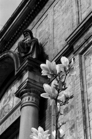 Magnolienblüte im Botanischen Garten