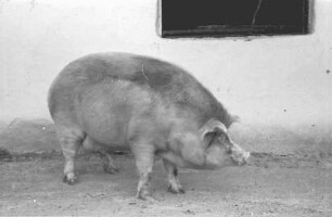 Tiraspol [Moldawien]: Riesenschwein