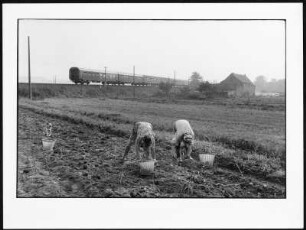 Kartoffelernte in der Gärtnerei