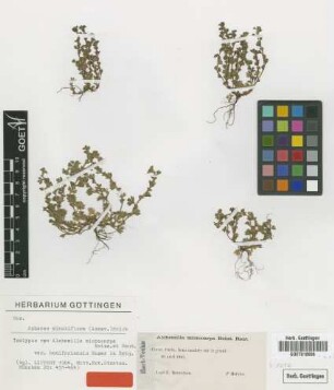 Alchemilla microcarpa Boiss. & Reut. var. Buser in Briq. bonifaciensis[isotype]