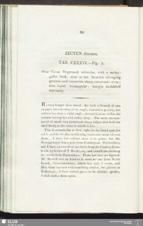 Pecten fibrosus. Tab. CXXXVI. — Fig. 2