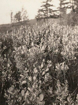 Rauschbeere (Vaccinium uliginosum)