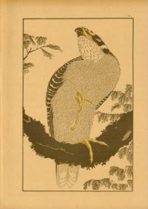 IF [Faucon, par Hokusai]