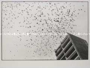 Serie "Berliner Gartenschau 1987" - Eröffnung mit dem "Flug der Friedenstauben"