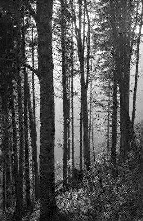Freiburg: Waldweg