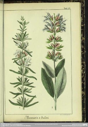 I. Rosmarin. II. Salbei