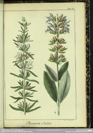 I. Rosmarin. II. Salbei