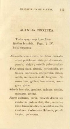 Agyneja coccinea