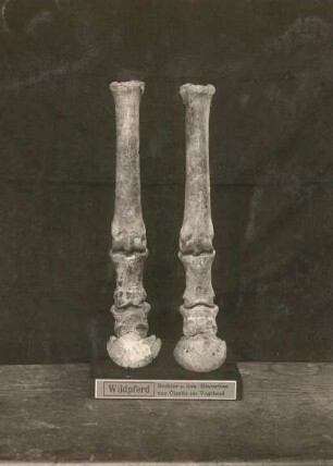 Rechter und linker Hinterfuß eines Wildpferdes aus dem Diluvium von Oelsnitz im Vogtland. Dresden: Museum für Mineralogie und Geologie