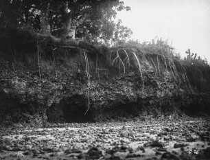 Reste eines Riffs : Eine Wand mit Riffresten am Strand der Matakumbe Islands