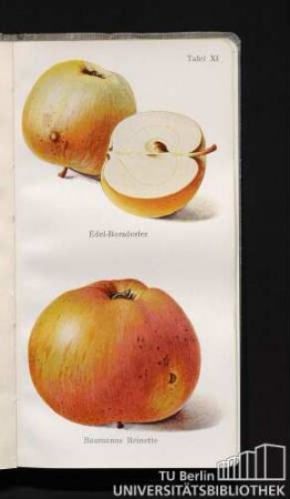 Tafel XI. Edel-Borsdorfer und Baumanns Reinette.
