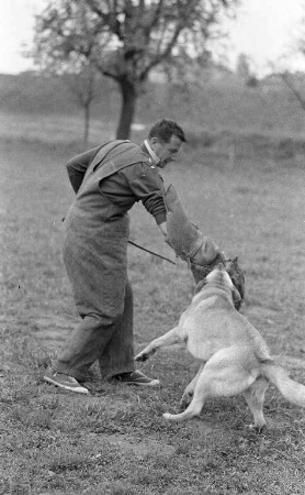 Jugendleistungswettkampf des Polizei-Hunde-Clubs Karlsruhe-Knielingen.