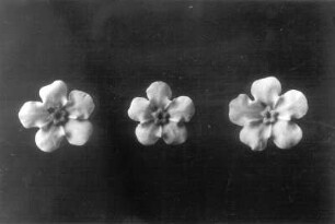 Myosotis