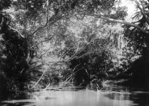 Pangani mit Galeriewald