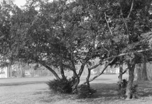 Taxus-Gruppe : Taxus-Gruppe. Park an der Ilm in Weimar
