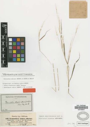 Pennisetum dioicum Hochst. ex A.Rich.