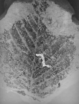 Hainbuche (Carpinus grandis). Blattabdruck im oberoligozänen Diatomeenschiefer, bei Seifhennersdorf (Kreis Zittau)