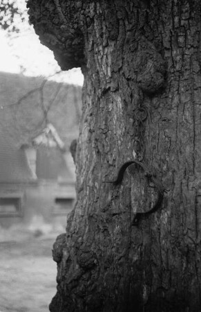 Eisenschelle : Eisenschelle an einem Baum