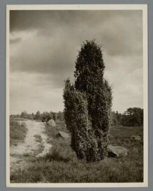 Lüneburger Heide. Naturschutzgebiet. Wacholder am Totengrund : Naturschutzgebiet Lüneburger Heide. Totengrund am Wilseder Berg. Riesenwacholder