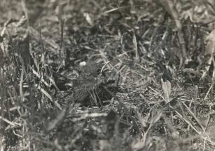 Nachtigall (Luscinia megarhynchos BREHM.), Ausgeflogener Jungvogel