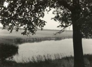Oranienbaum-Wörlitz. Auenwald zwischen Wörlitz und Coswig/Anhalt mit Tümpel