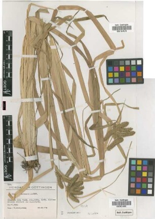 Carex antoniensis A.Chev.