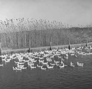 Long Island, Geflügelfarm, Enten