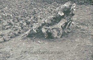 Nienwohlder Moor: Wurzel im Moor