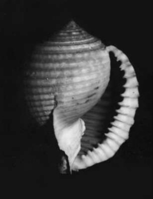 Malea ringens (Gezahnte Tonnenschnecke)