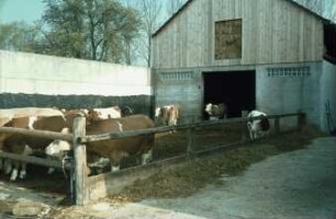 Fotografie: Stallsystem, Funktionsbereich, Laufhof, Futtervorlage