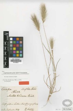 Aristida steudeliana Trin. & Rupr. [Isosyntype]