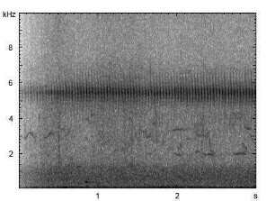 Feldschwirl | Locustella naevia - Gesang
