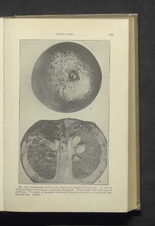 Fig. 137. - Grapefruits rotted by the stem-end rot fungus...