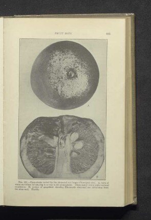 Fig. 137. - Grapefruits rotted by the stem-end rot fungus...