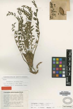 Astragalus platyrhaphis Fisch. [isotype]