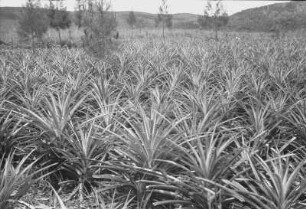Ananasplantage mit jungen Pflanzen : Blick über ein Ananasfeld