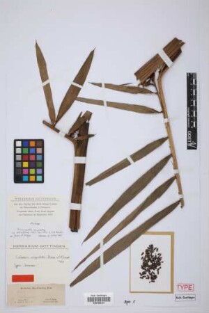 Calamus cuspidatus G.Mann & H.Wendl.[type]